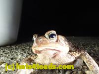 /home//u458753944/public_html/sourcegallery//Roxborough Toad Detour/2013-2019/2017/P3250654.JPG